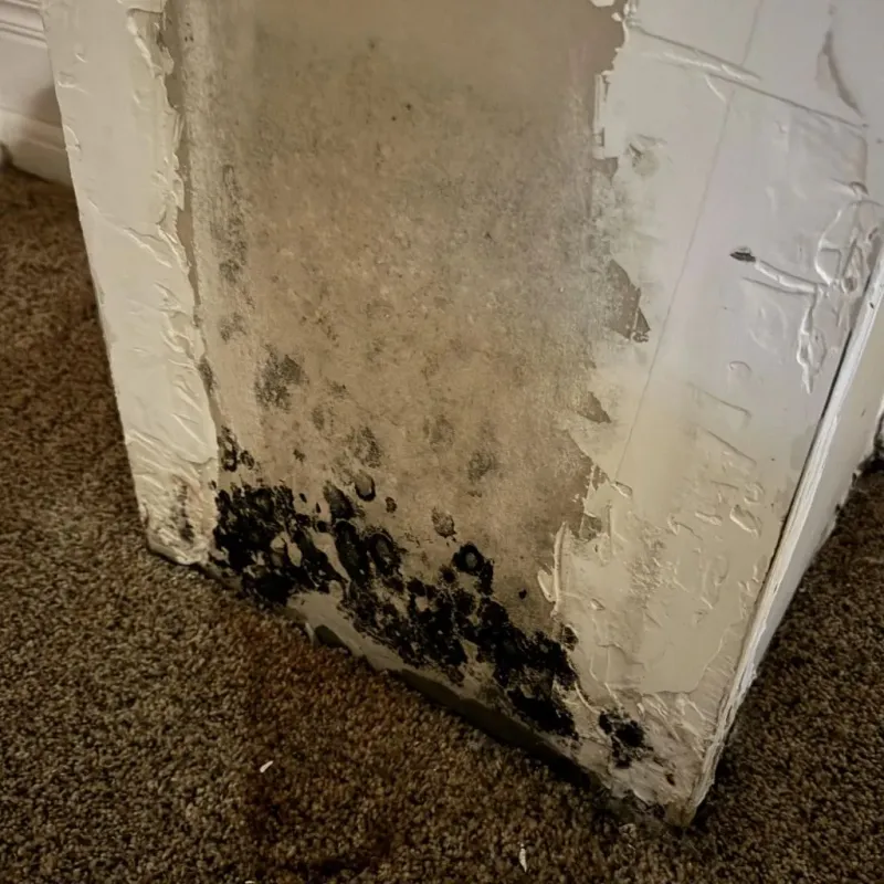 Professional Mold Removal in Burlingame, CA